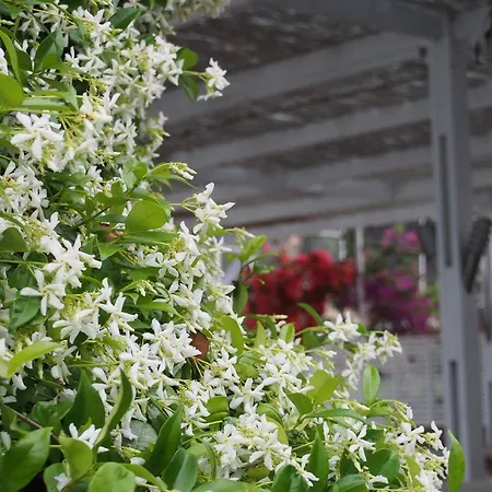 Lindian Jewel And 3*