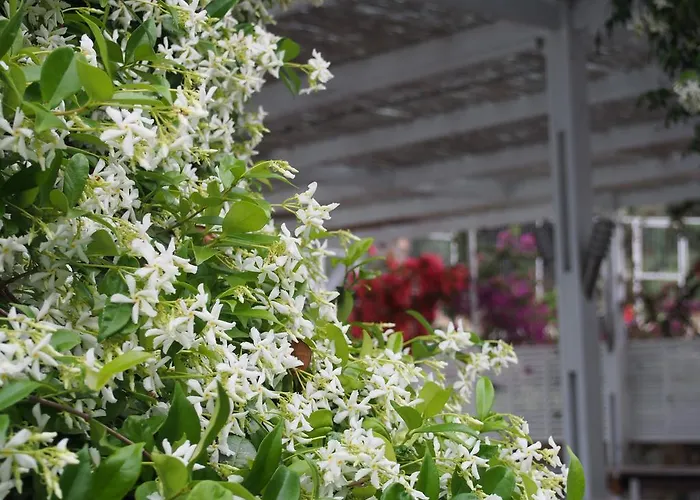 Lindian Jewel And 3*